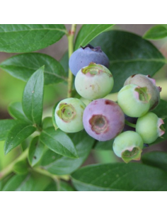 Myrtille des jardins Goldtraube 71 - Vaccinium corymbosum