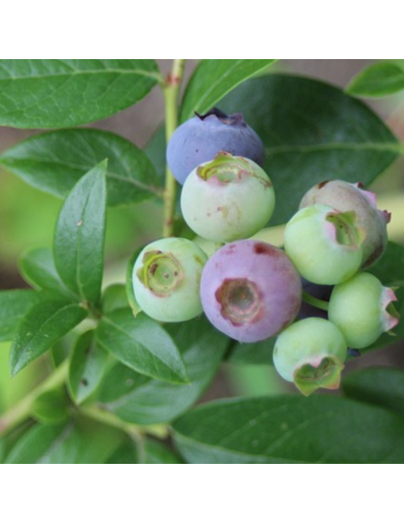 Myrtille des jardins Goldtraube 71 - Vaccinium corymbosum