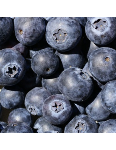 Myrtille des jardins Goldtraube 71 - Vaccinium...