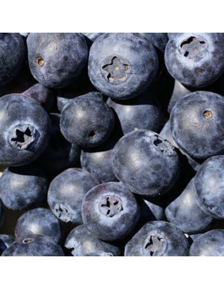 Myrtille des jardins Goldtraube 71 - Vaccinium corymbosum