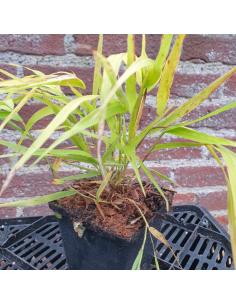 Herbe du Japon All gold