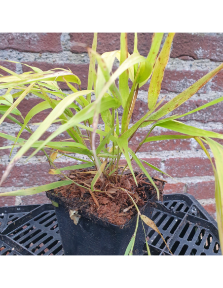 Herbe du Japon All gold