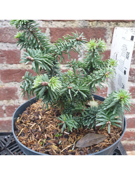 Sapin baumier nain - Abies Balsamea Nana