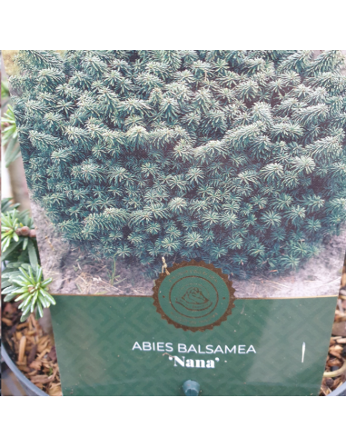 Sapin baumier nain - Abies Balsamea Nana