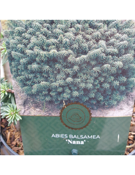 Sapin baumier nain - Abies Balsamea Nana