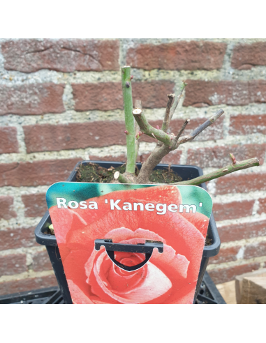 Rosier thé moderne Kanegem