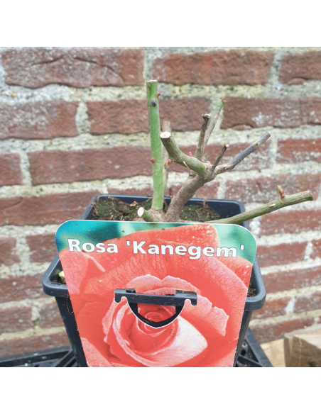 Rosier thé moderne Kanegem