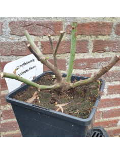 Rosier thé moderne Kanegem