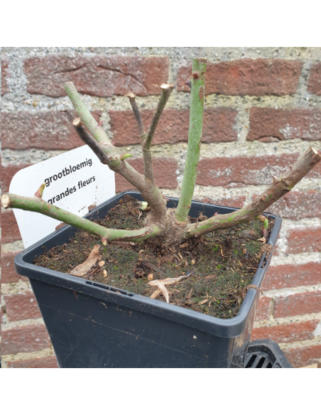 Rosier thé moderne Kanegem