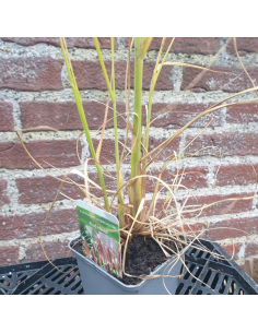 Herbe aux ecouvillons Red Head - Pennisetum Alopecuroides...