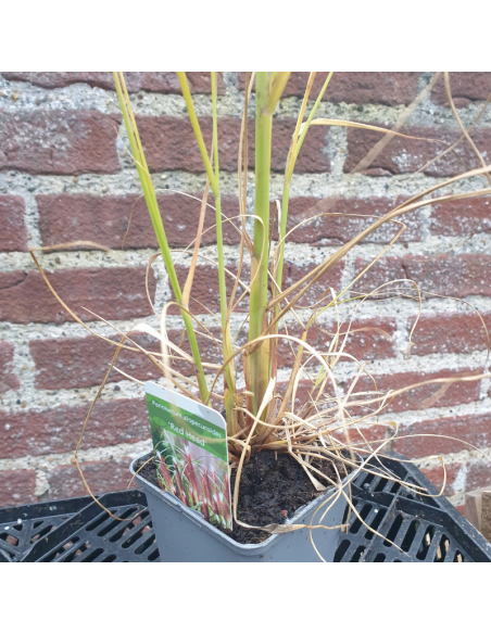 Herbe aux ecouvillons Red Head - Pennisetum Alopecuroides Red Head