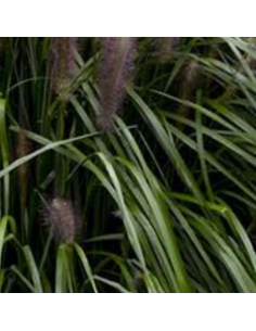 Herbe aux ecouvillons Red Head - Pennisetum Alopecuroides... 2