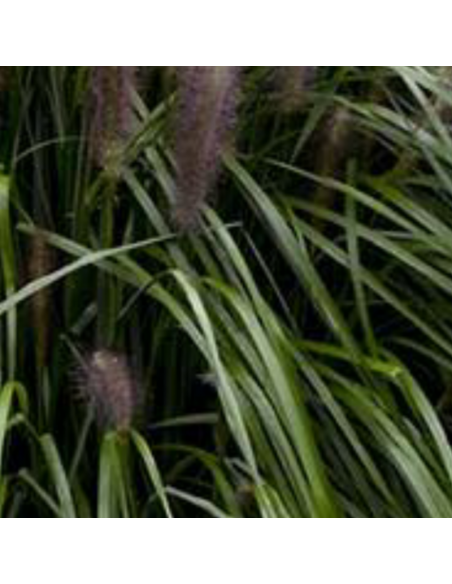 Herbe aux ecouvillons Red Head - Pennisetum Alopecuroides Red Head