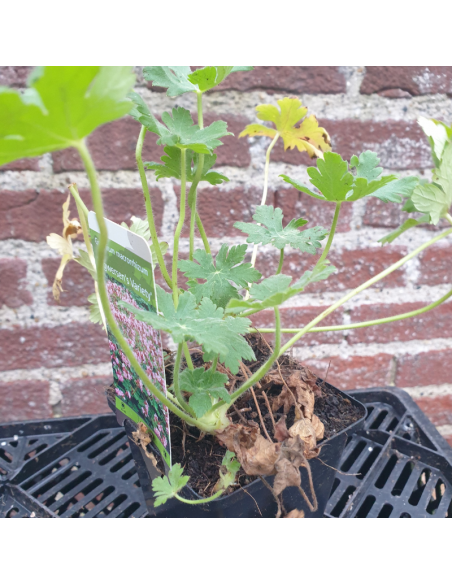 Geranium vivace Ingwersens variety