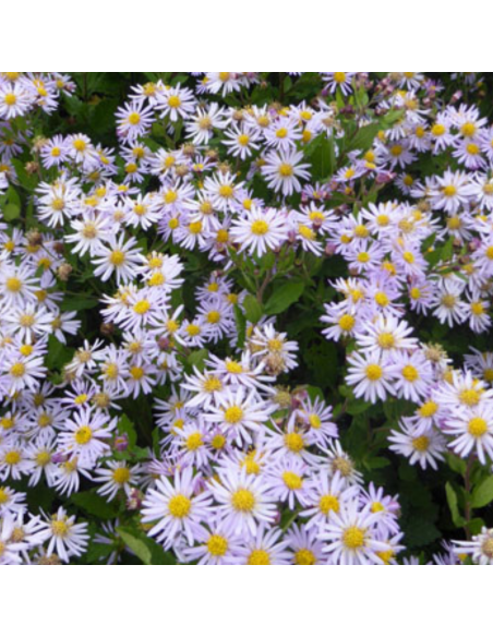 Aster grand d'automne Asran - Aster Ageratoides Asran