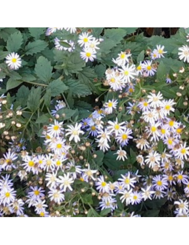 Aster grand d'automne Asran - Aster Ageratoides...