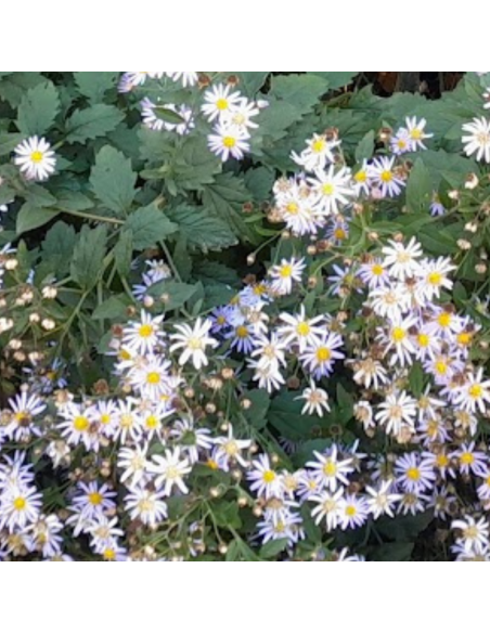 Aster grand d'automne Asran - Aster Ageratoides Asran