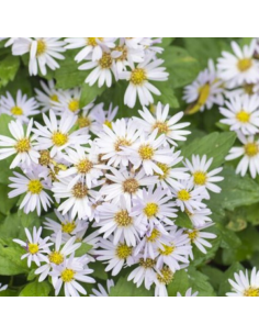 Aster d'automne Ashvi - Aster Ageratoides Ashvi