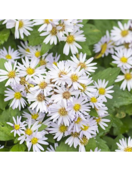 Aster d'automne Ashvi - Aster Ageratoides Ashvi