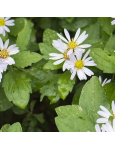 Aster d'automne Ashvi - Aster Ageratoides Ashvi
