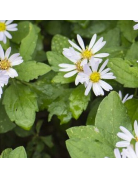 Aster d'automne Ashvi - Aster Ageratoides Ashvi