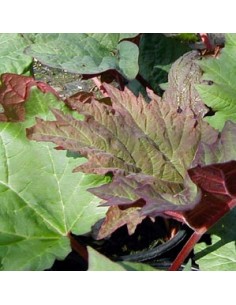 Rhubarbe décorative "Tanguticum"