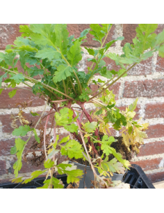 Grande camomille - Tanacetum parthenium