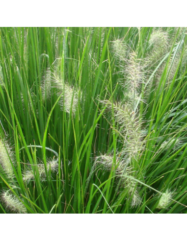 Herbe aux écouvillons Little Bunny - Pennisetum...