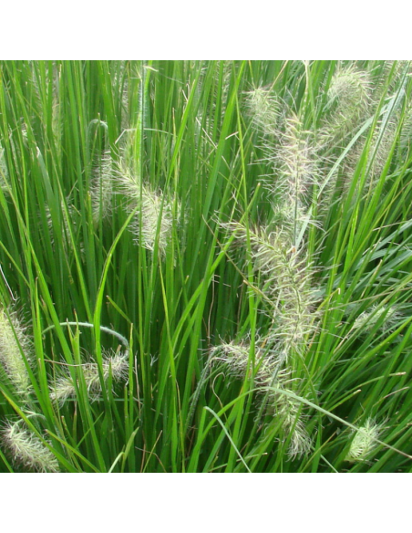 Herbe aux écouvillons Little Bunny - Pennisetum Alopecuroides Little Bunny