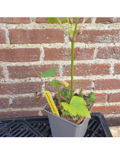 Anémone du Japon Andrea Atkinson