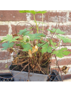 Geranium vivace Versicolor