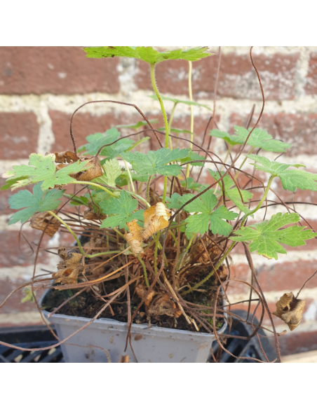 Geranium vivace Versicolor