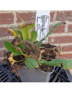 Julienne des jardins mauve - Lot de 4