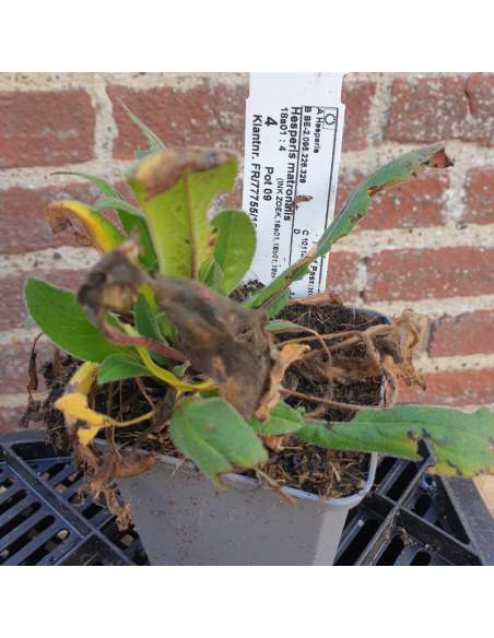 Julienne des jardins mauve - Lot de 4