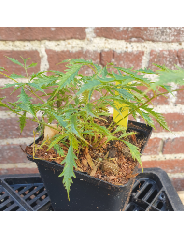 Barbe de bouc Kneiffi - Aruncus Dioicus