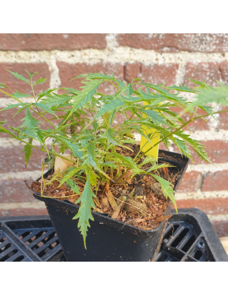 Barbe de bouc Kneiffi - Aruncus Dioicus