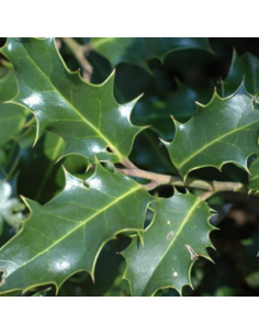 Houx commun - Ilex aquifolium 2