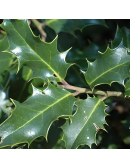 Houx commun - Ilex aquifolium