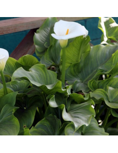 Calla Blanc - Arum - Zantedeschia Aethiopica