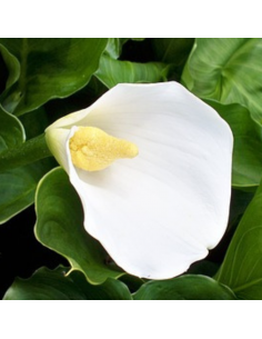 Calla Blanc - Arum - Zantedeschia Aethiopica 2