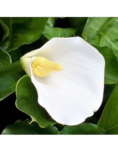 Calla Blanc - Arum - Zantedeschia Aethiopica