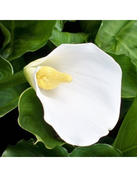 Calla Blanc - Arum - Zantedeschia Aethiopica