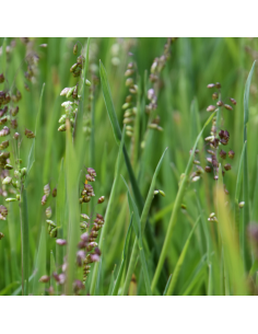 Amourette - Briza Media 2