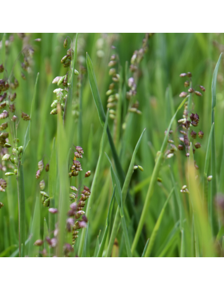 Amourette - Briza Media