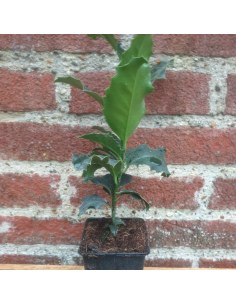 Houx commun - Ilex aquifolium