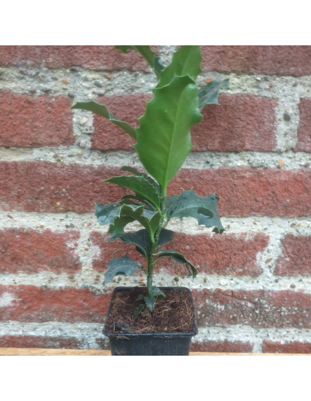 Houx commun - Ilex aquifolium