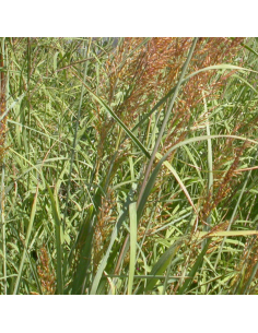 Barbon de Gérard - Andropogon Gerardii
