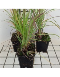 Barbon de Gérard - Andropogon Gerardii 2