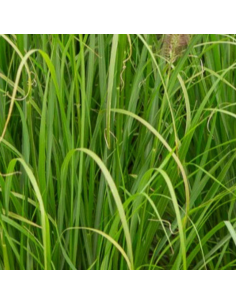 Herbe aux ecouvillons "Incomptum"