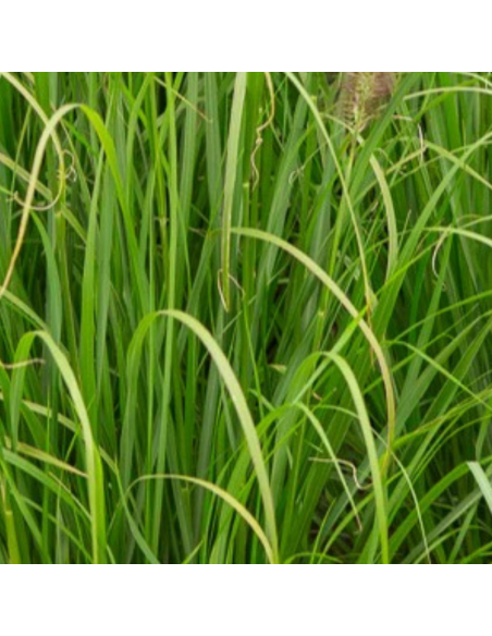 Herbe aux ecouvillons "Incomptum"